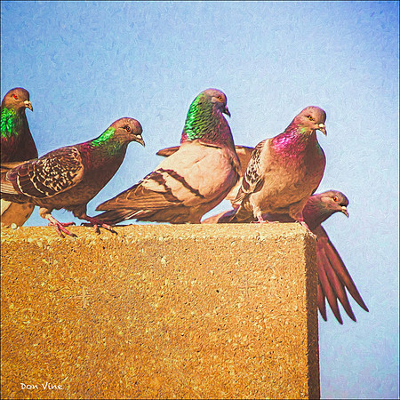 Pigeons on Edge_130304_11011-XSYQ
