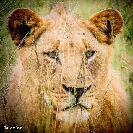 Lioness in the Brush_()_050408_231826_618-XSIQ
