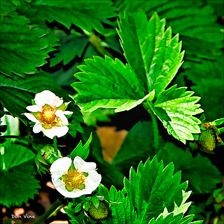 Strawberry Blossoms_100502__088__2-HXSYQ