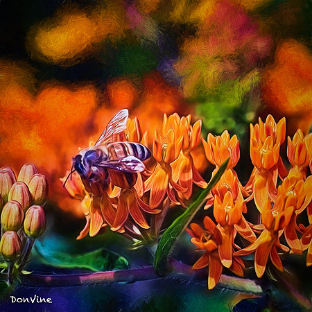 Honeybee  Milkweed_(Sedgwick County - Kansas)_060311_000000_18870-XSIQ