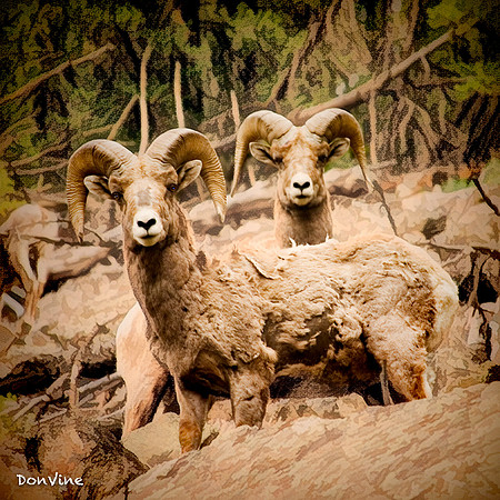Two Montana Sheep_(Big Sky - Montana)_040524_061340_304-XSIQ