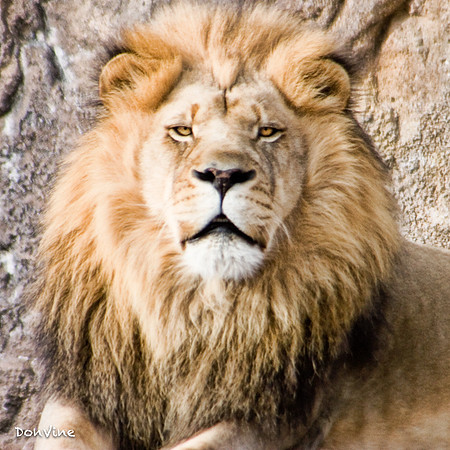 King Majola_(Sedgwick County - Kansas)_050305_160756_588-XSIQ