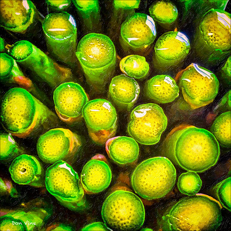 Asparagus Butts Drizzled in Oil _140623_1544_01-HXSYQ