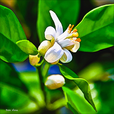 Valencia Orange Blossom_110604_154__2-HXSYQ