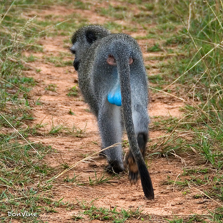 Blue Cajones_(Shamwari - South Africa)_050410_011325_1026-XSIQ-Edit