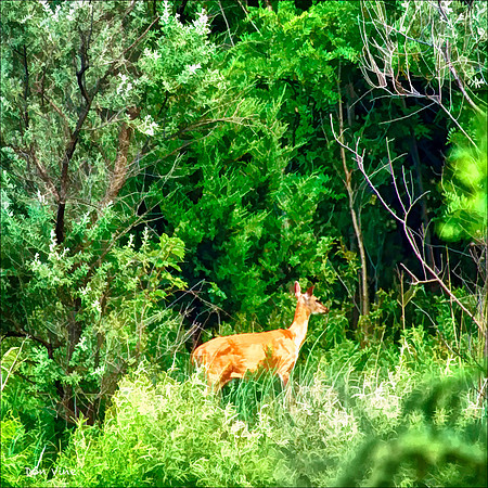Urban deer_090702__133__3-HXSYQ