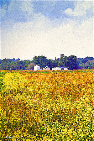 Wild Sunflower Farm_090920__007__3-XSYV