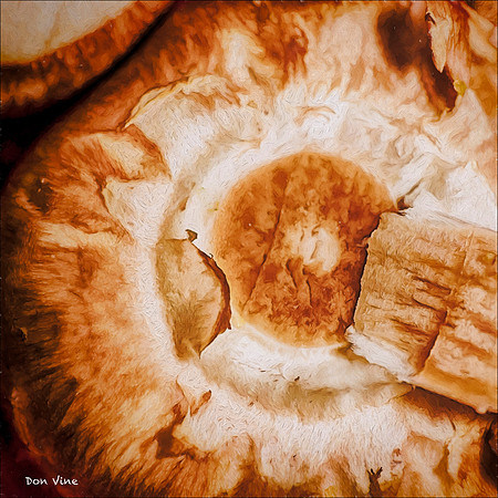 Heart of Mushroom_150618_171842_74-HXSYQ