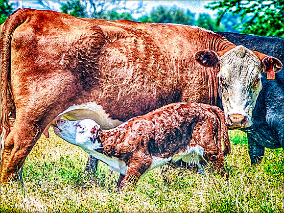 Mother's Milk_100625__172-HXSA