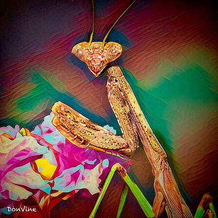 Praying Mantis_()_040821_000000_28774-XSIQ