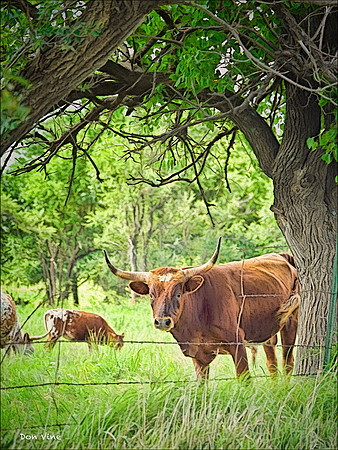 Longhorn Bull_090704__140__2-HXSYV
