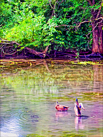Courtship at Chisholm Creek_090702__102__4-HXSYV