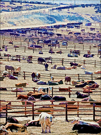 Dodge City Feedlot_090315_069-XSYV