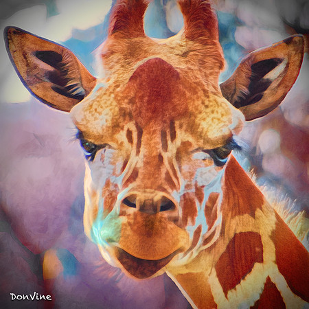 Giraffe_(Sedgwick County • Kansas)_050305_000000_722-XSIQ