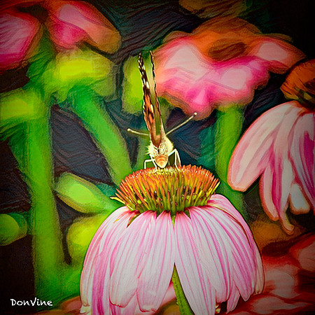 Echinacea & Butterfly_(Echinacea sp.)_060311_075744_22991-XSIQ