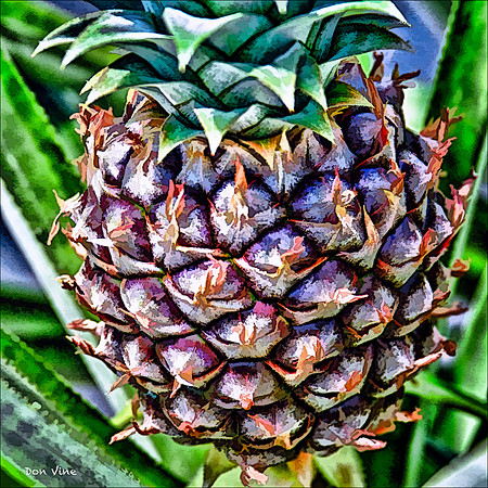 Royal Hawaiian Pineapple_110604_147__2-HXSYQ