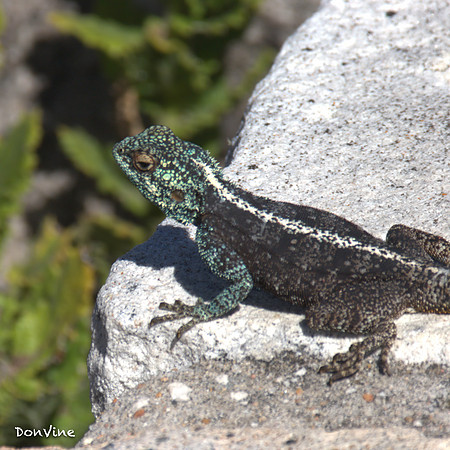 Table Mountain Lizard_(Cape Town - South Africa)_050417_122203_3491-XSIQ-Edit