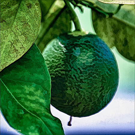 Valencia Orange_110604_156__2-HXSYQ