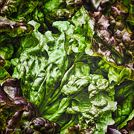 Flame Lettuce_110531_477__3-HXSYQ