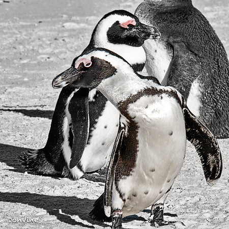 These Live on Sand Not Snow_(Table Mountain National Park)_050404_080149_3255-XSIQ-Edit