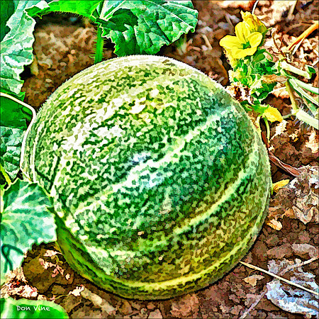 European Honeydew_100813_067__2-HXSYQ