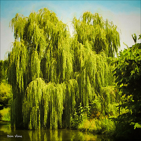 Weeping Willow_050721_151217-HXSGQ
