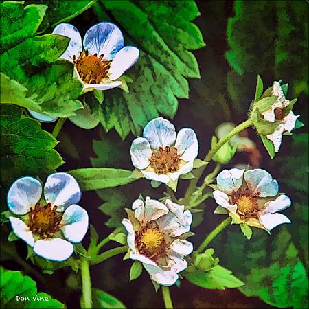 Garden Strawberry Blossoms_110531_328-HXSYQ