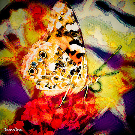 Pearly Eye on Lantana_(Wichita - Kansas)_030827_171201_2017-XSIQ