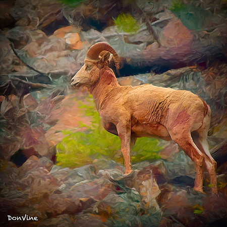 Sheep on the Rocks_(Big Sky - Montana)_040524_131134_324-XSIQ