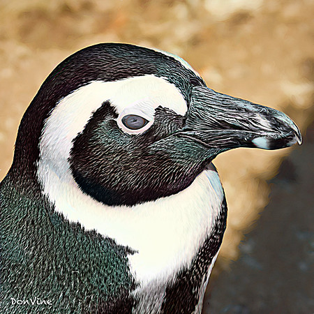 South African Penguin_(Table Mountain National Park)_050404_074234_3258-XSIQ
