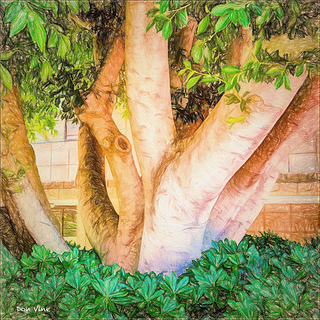 Biltmore Garden Trees_140427_14_038-HXSYQ