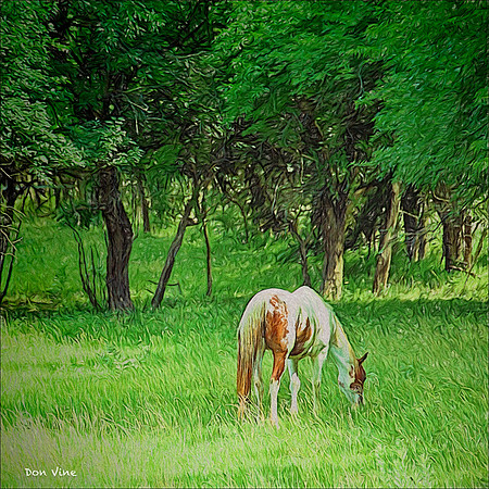 Early Autumn Shade_090701__095__2-XSYV