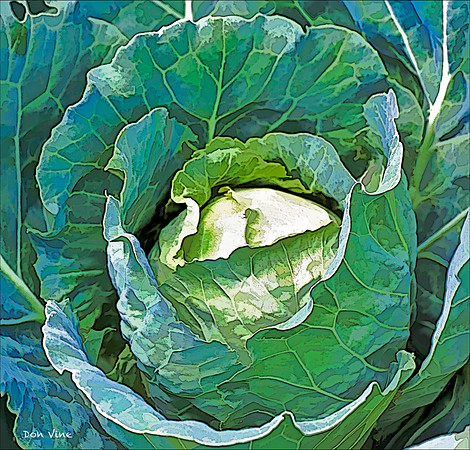 Garden Cabbage_110606_099-HXSYQ