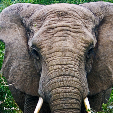 Bull_(Shamwari - South Africa)_050410_014005_1261-XSIQ-Edit