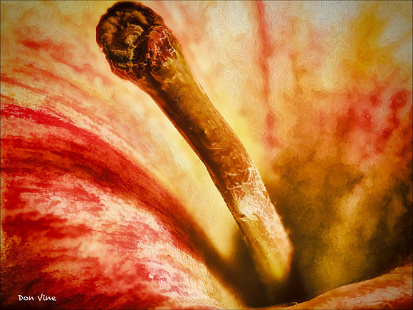 Apple Stem_150620_115053_07__04-HXSYA