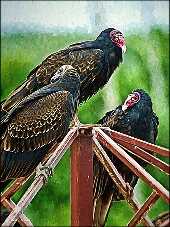 Tuttle Creek Vultures_100911_08361-XSYV
