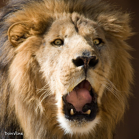 Roar_(New Mexicod)_051104_124834_520-XSIQ