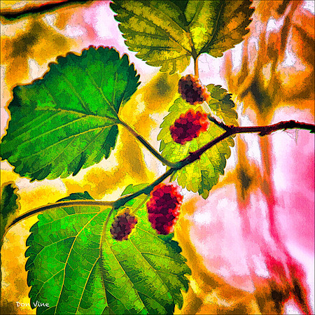 Mulberries Beneath the Leaves_120525_16180-HXSQ