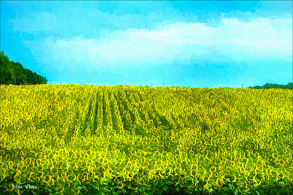 Sunflower Fields Forever_090915__054__3-XSYA