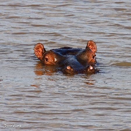 Hippo Head_(Cape Town - South Africa)_050408_083127_1079-XSIQ-Edit