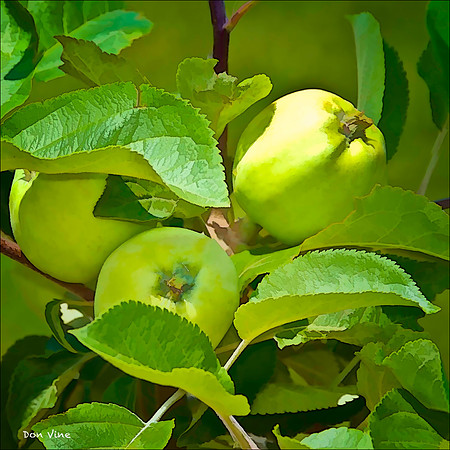 Yellow Transparent Applesauce Apple_110604_291__2-HXSYQ