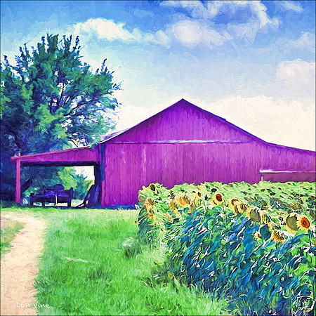 Barn in Sunflower Field_090809__207__6-XSYQ