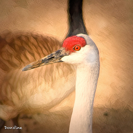 Sandhill Crane _(Wichita - Kansas)_050305_154606_3210-XSIQ