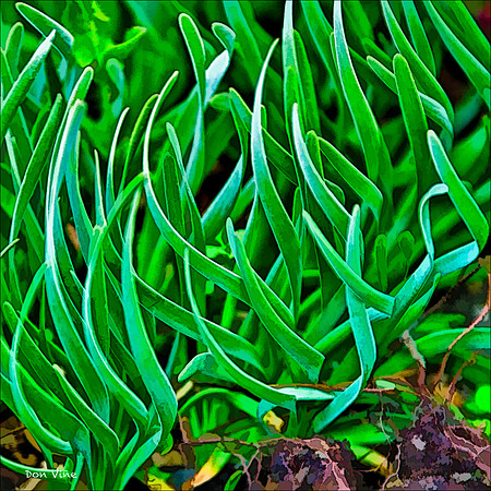 Corkscrew Chives_100526_303__4-HXSYQ