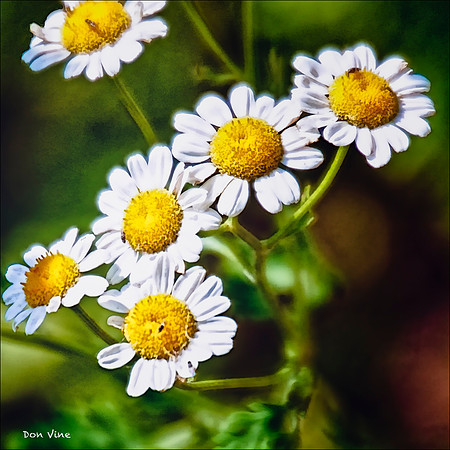 Chamomile Blossoms_110606_035-HXSYQ