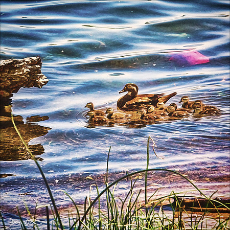 Guiding the Gosling _120505_062-XSYQ