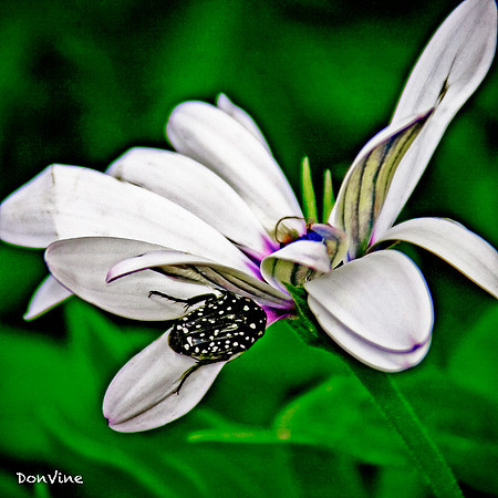 Osteospermum & White-spotted Bug_(Cape Town - South Africa)_060210_000000_34141-XSIQ