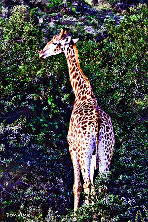 Giraffe in the Acacia_(Cape Town - South Africa)_050408_084653_682-Edit