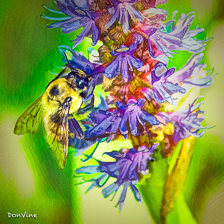 Bee on Pickerelweed_()_060729_112544_35237-XSIQ
