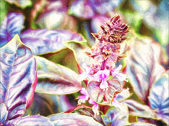 Sweet Basil Blossoms_140910_15052-HXSYA